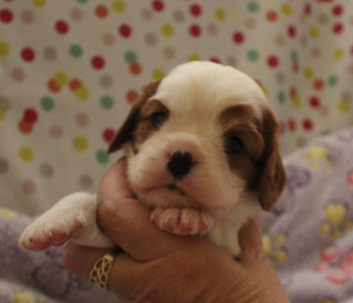 Du domaine des sylves - Chiots disponibles - Cavalier King Charles Spaniel