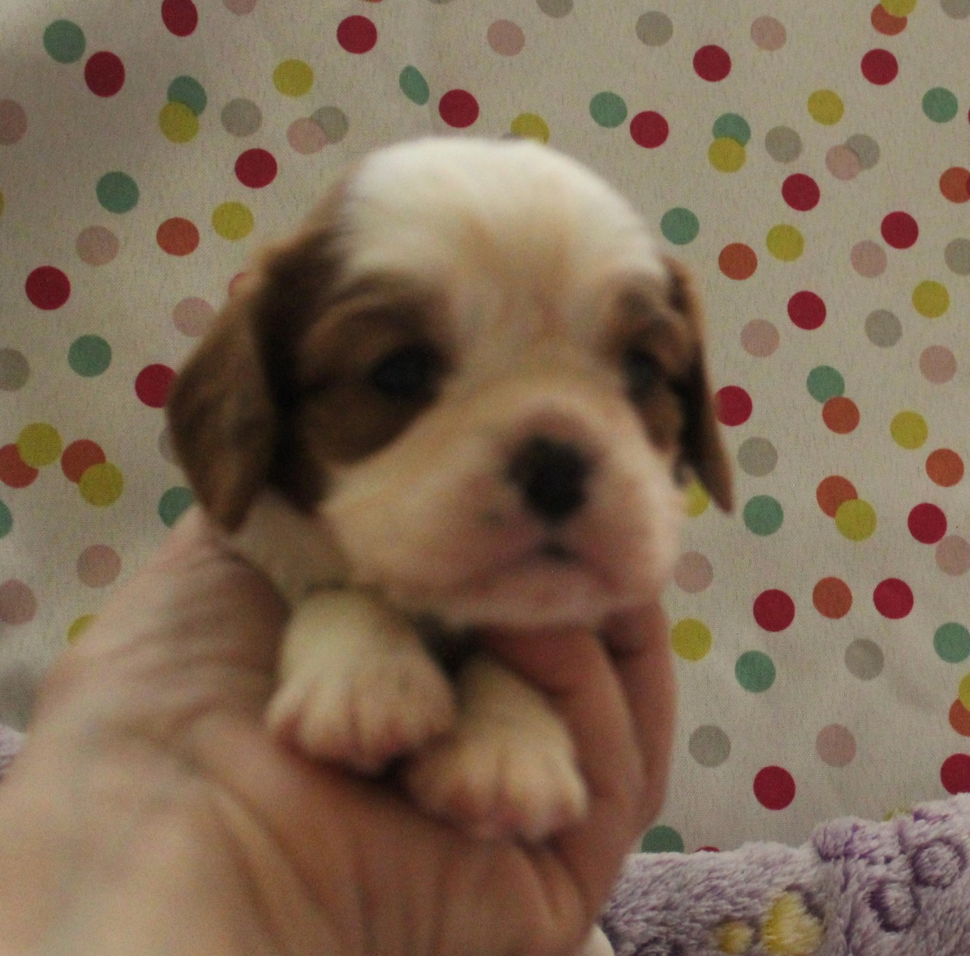 Du domaine des sylves - Chiots disponibles - Cavalier King Charles Spaniel