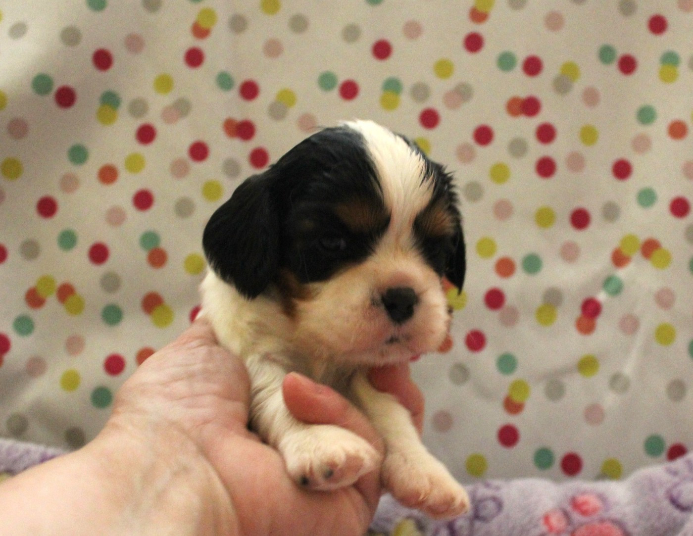 Du domaine des sylves - Chiots disponibles - Cavalier King Charles Spaniel