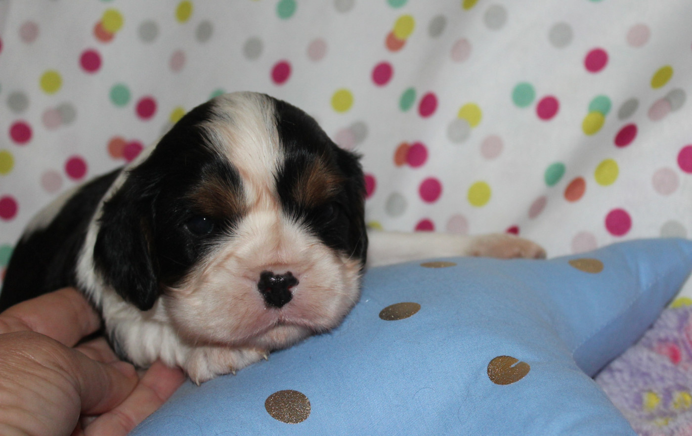 Du domaine des sylves - Chiots disponibles - Cavalier King Charles Spaniel