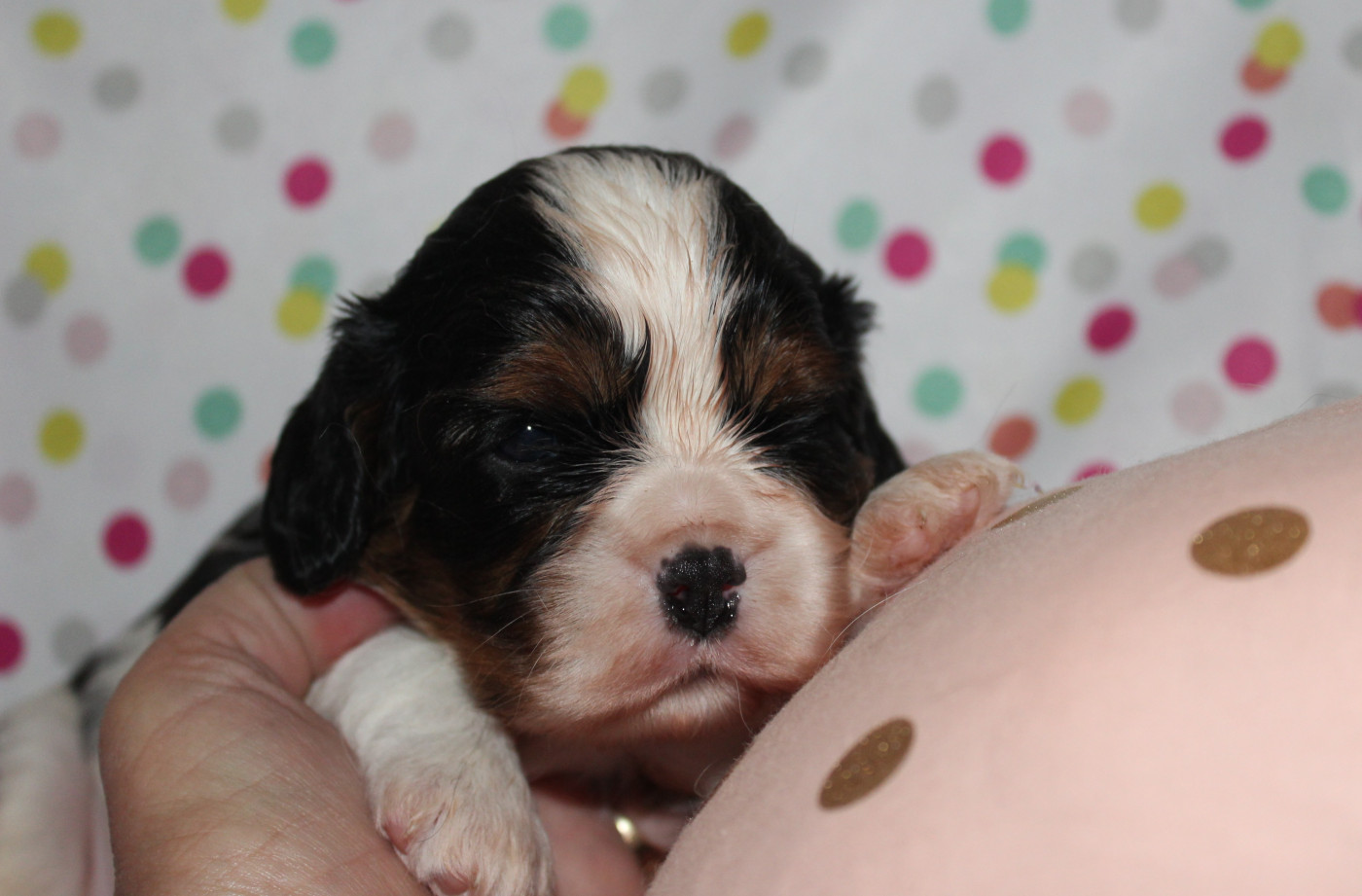 Du domaine des sylves - Chiots disponibles - Cavalier King Charles Spaniel