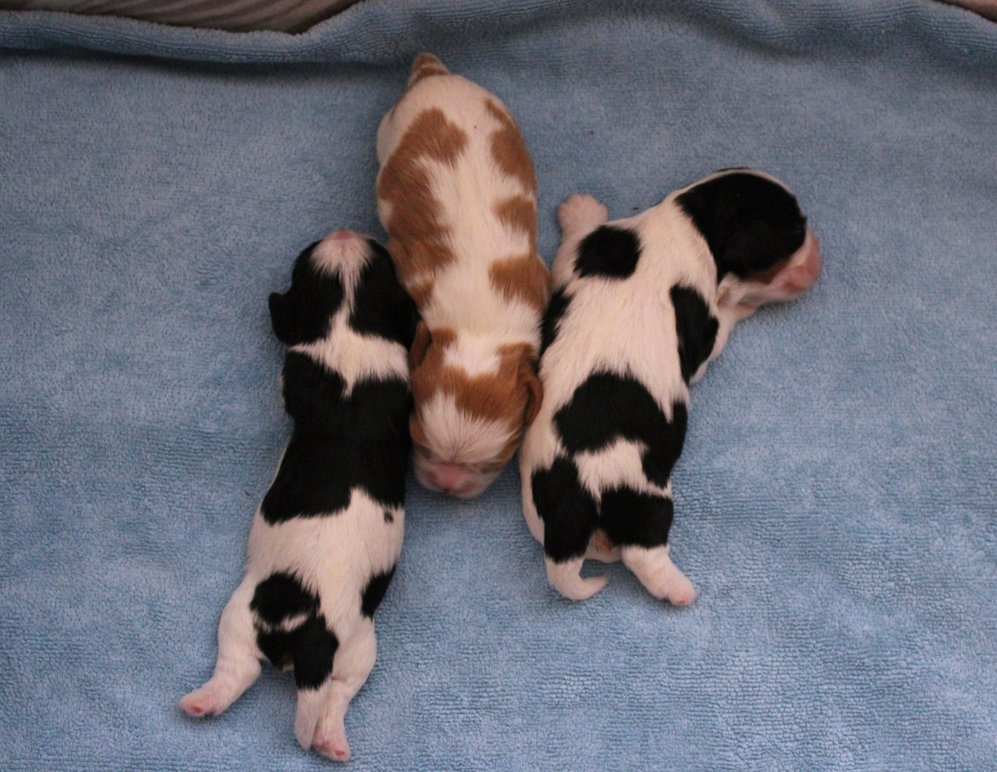 Du domaine des sylves - Chiots disponibles - Cavalier King Charles Spaniel