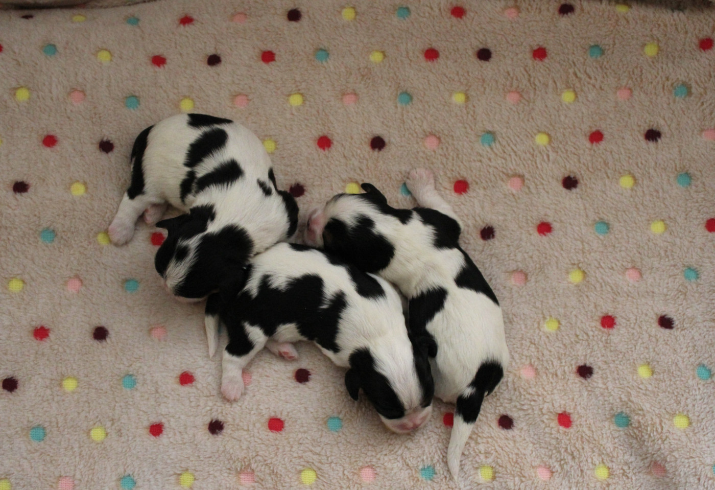 Du domaine des sylves - Chiots disponibles - Cavalier King Charles Spaniel