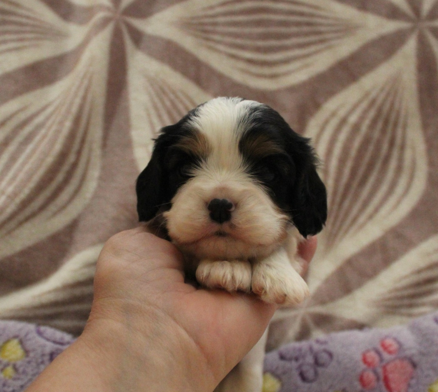 Du domaine des sylves - Chiots disponibles - Cavalier King Charles Spaniel