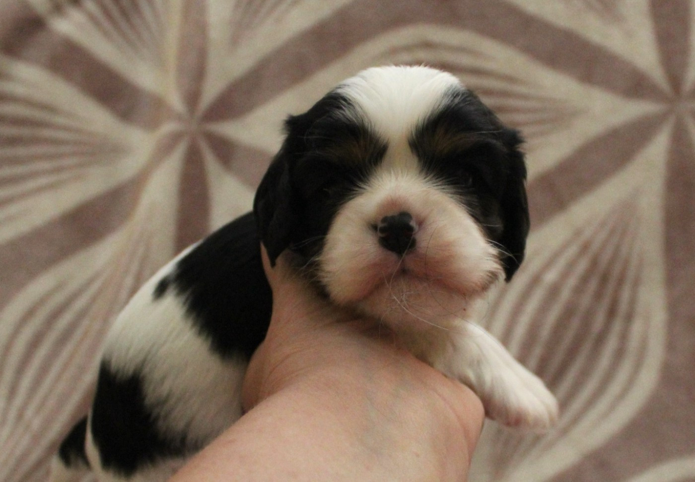 Du domaine des sylves - Chiots disponibles - Cavalier King Charles Spaniel