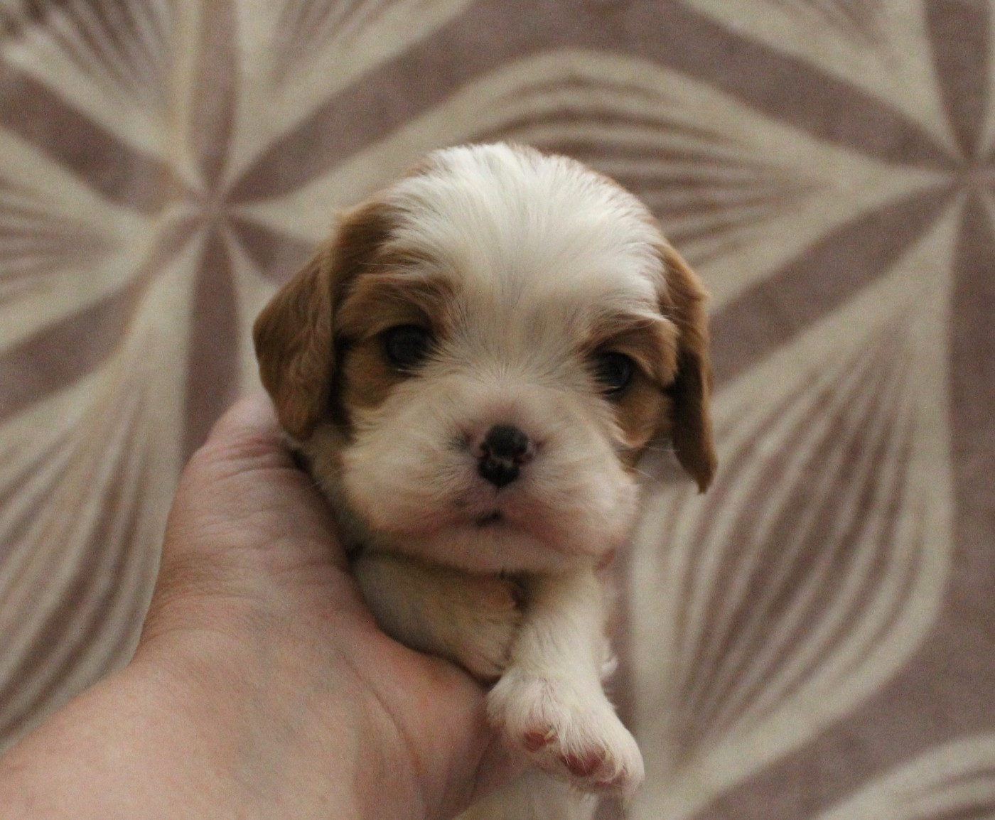 Du domaine des sylves - Chiots disponibles - Cavalier King Charles Spaniel