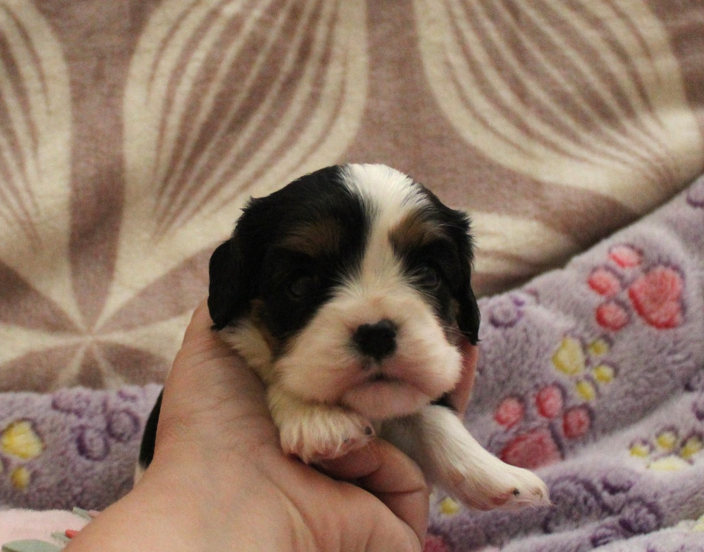 Du domaine des sylves - Chiots disponibles - Cavalier King Charles Spaniel