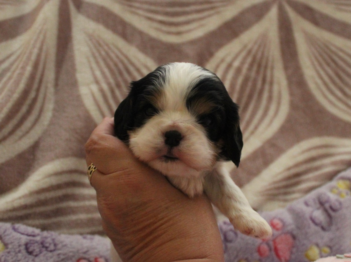 Du domaine des sylves - Chiots disponibles - Cavalier King Charles Spaniel