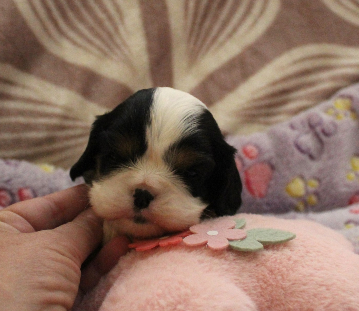 Du domaine des sylves - Chiots disponibles - Cavalier King Charles Spaniel