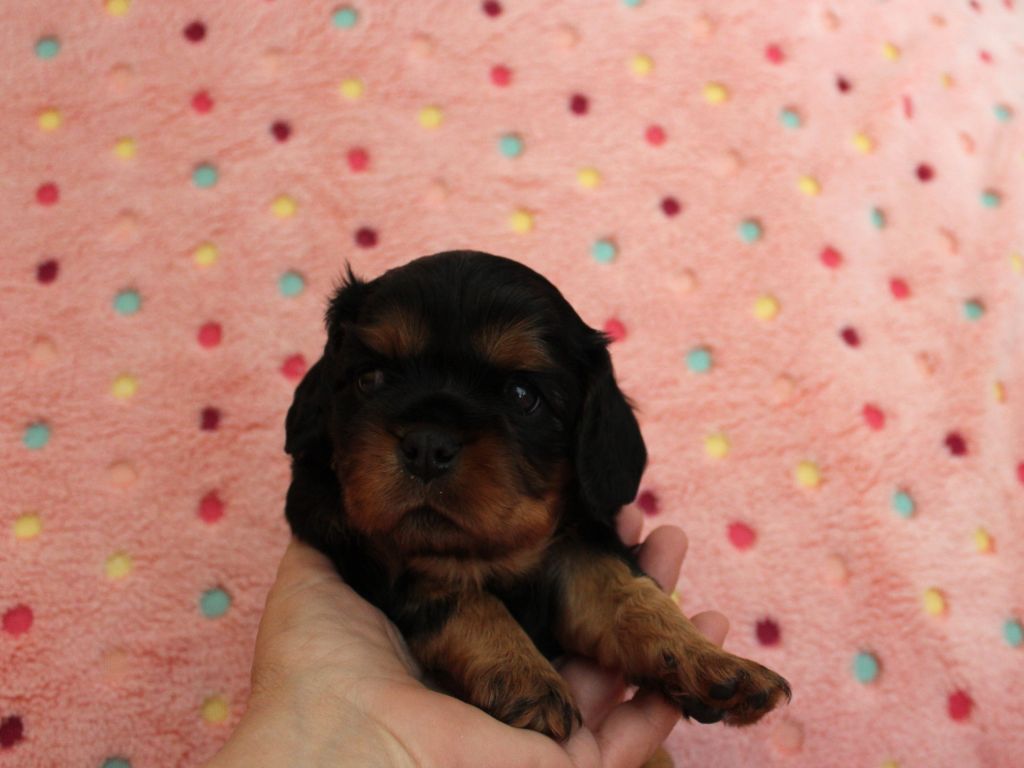 Du domaine des sylves - Chiots disponibles - Cavalier King Charles Spaniel