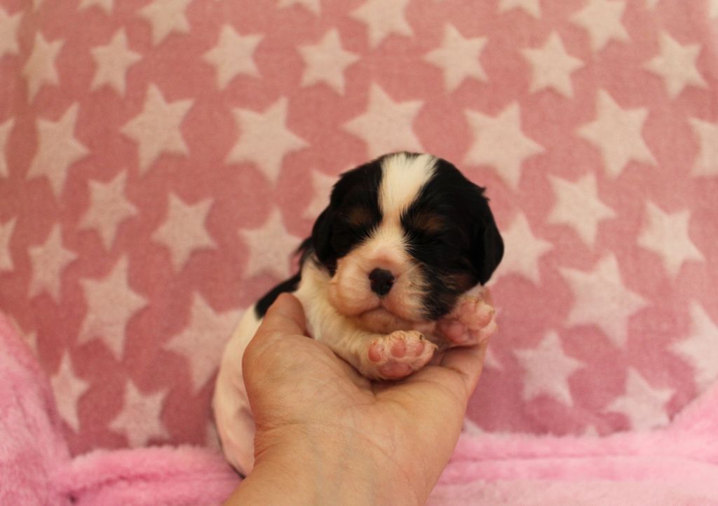 Du domaine des sylves - Chiots disponibles - Cavalier King Charles Spaniel