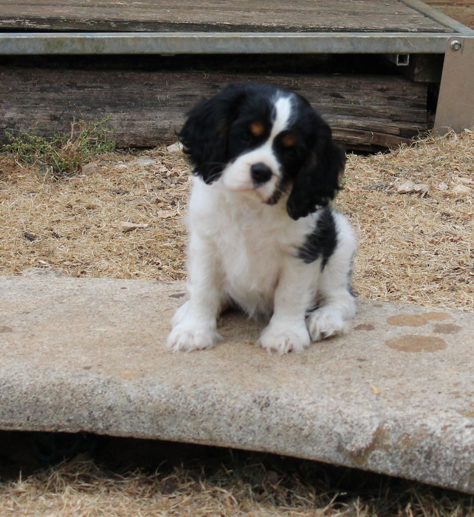 Du domaine des sylves - Chiots disponibles - Cavalier King Charles Spaniel