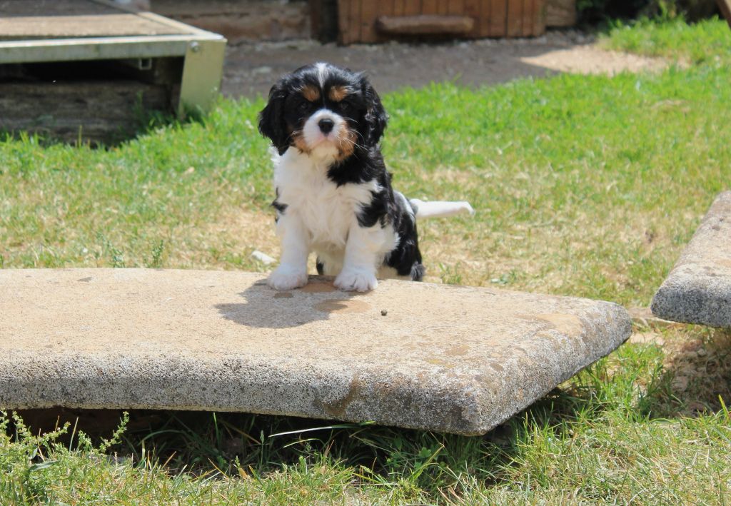 Du domaine des sylves - Chiots disponibles - Cavalier King Charles Spaniel