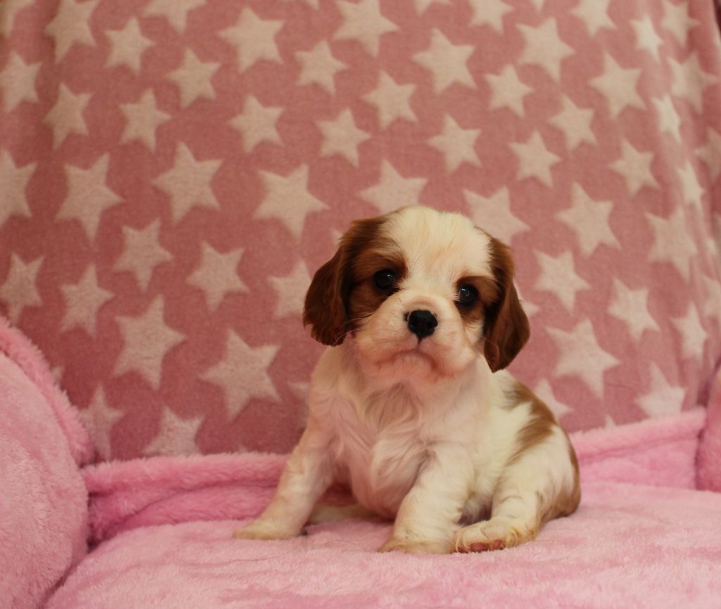 Du domaine des sylves - Chiots disponibles - Cavalier King Charles Spaniel