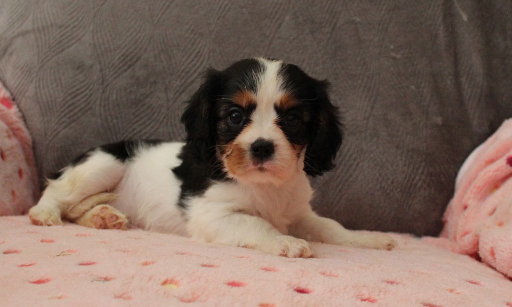 Du domaine des sylves - Chiots disponibles - Cavalier King Charles Spaniel