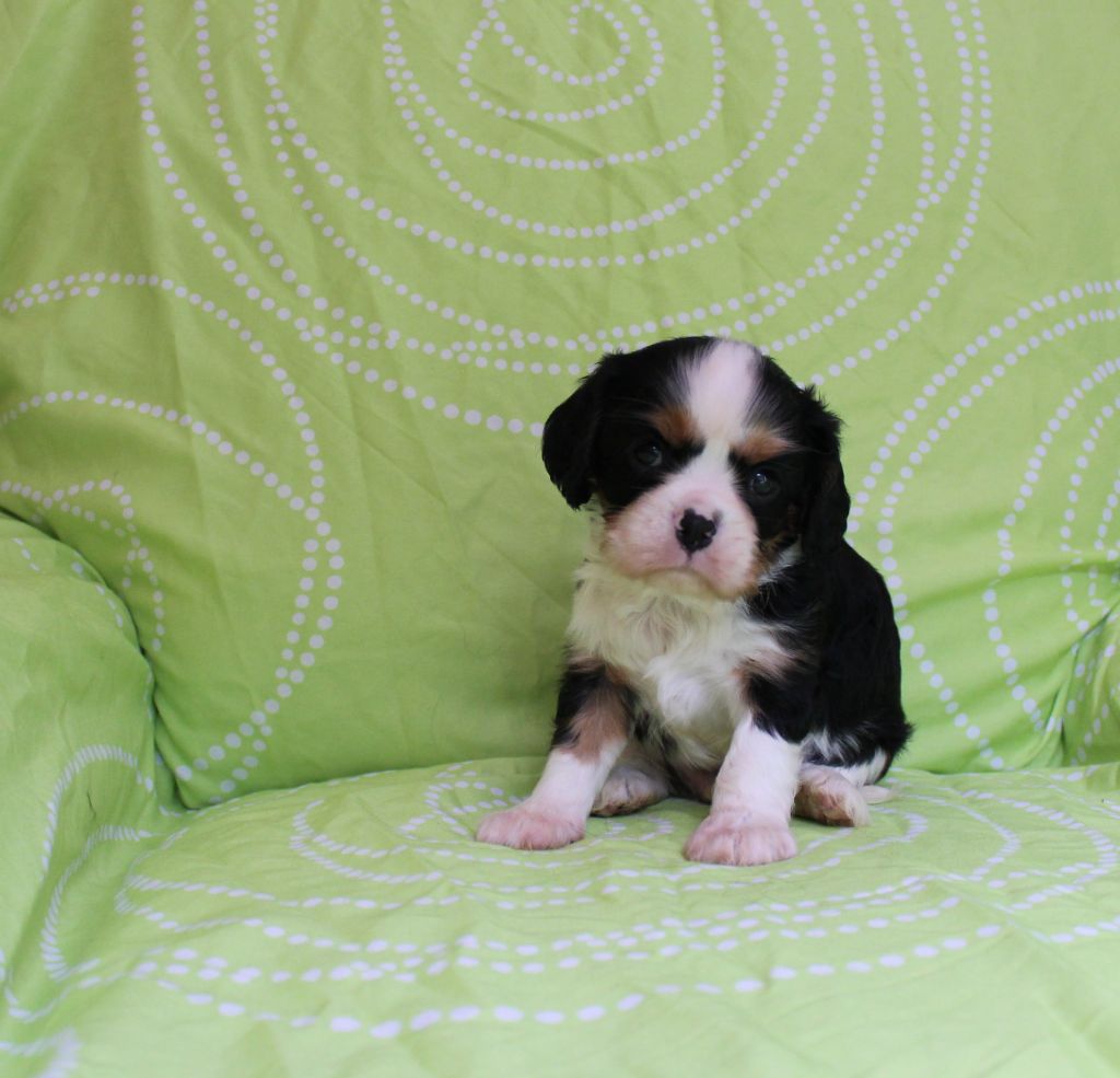 Du domaine des sylves - Chiots disponibles - Cavalier King Charles Spaniel