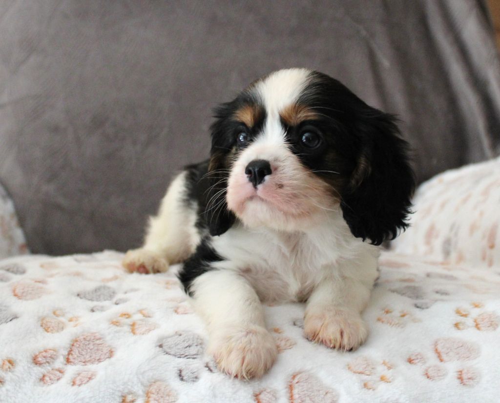 Chiot Cavalier King Charles Spaniel Du domaine des sylves