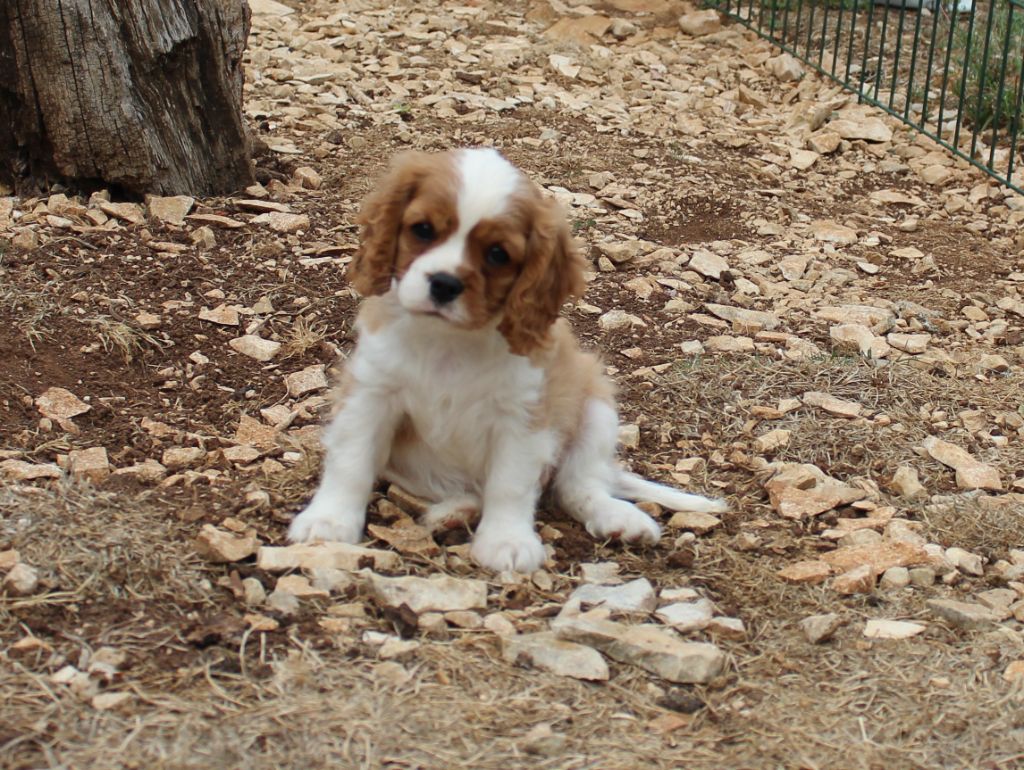 Du domaine des sylves - Chiots disponibles - Cavalier King Charles Spaniel