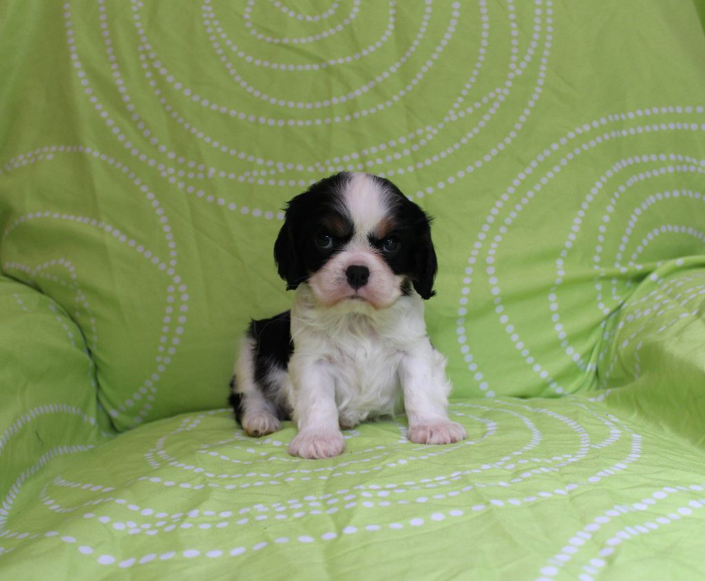 Du domaine des sylves - Chiots disponibles - Cavalier King Charles Spaniel