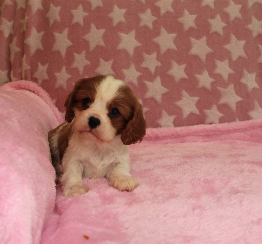 Du domaine des sylves - Chiots disponibles - Cavalier King Charles Spaniel