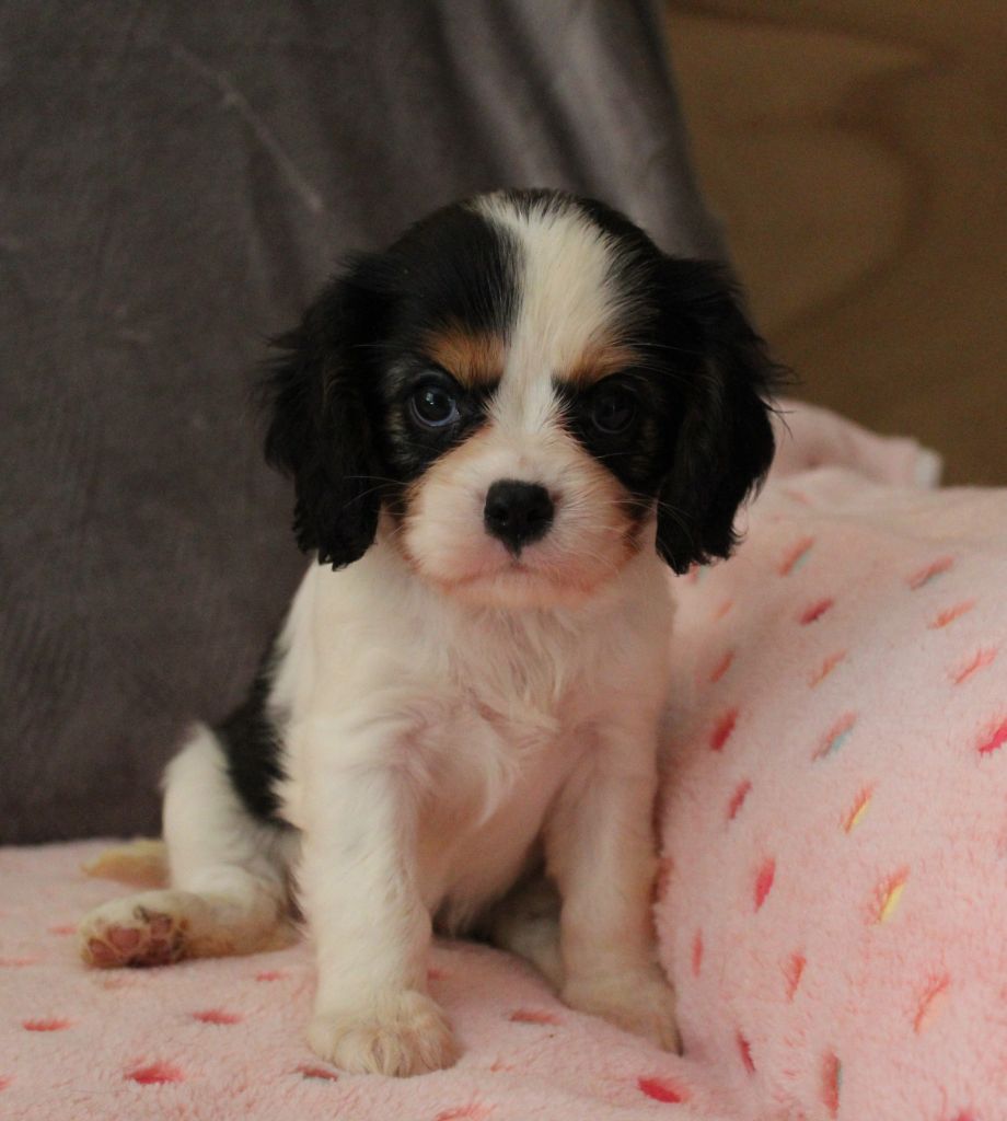 Du domaine des sylves - Chiots disponibles - Cavalier King Charles Spaniel