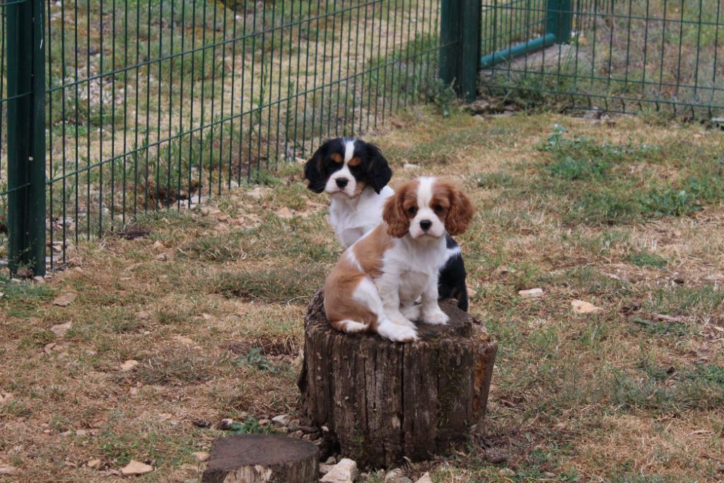 Du domaine des sylves - Cavalier King Charles Spaniel - Portée née le 01/04/2025