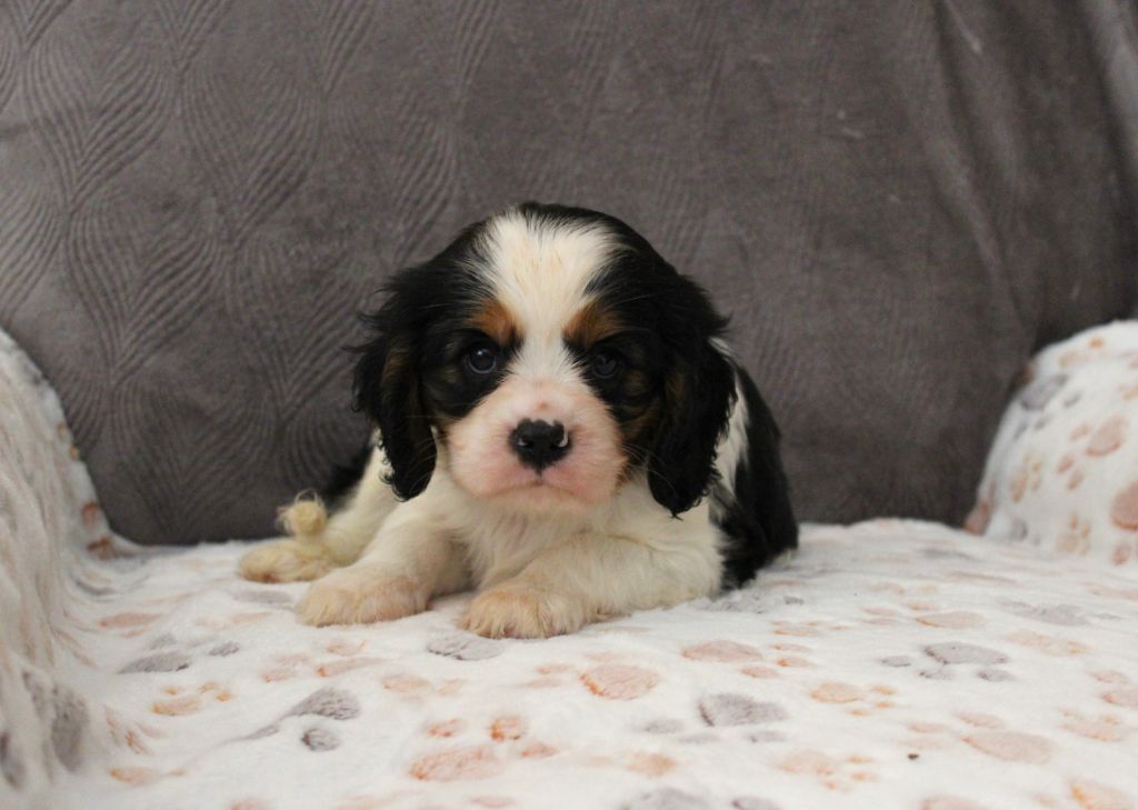 Du domaine des sylves - Chiots disponibles - Cavalier King Charles Spaniel