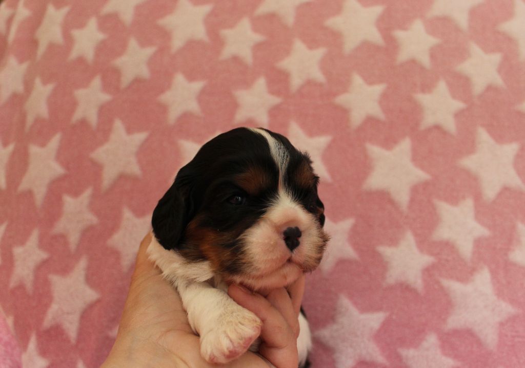 Du domaine des sylves - Chiots disponibles - Cavalier King Charles Spaniel