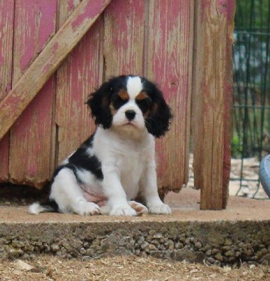 CHIOT 3