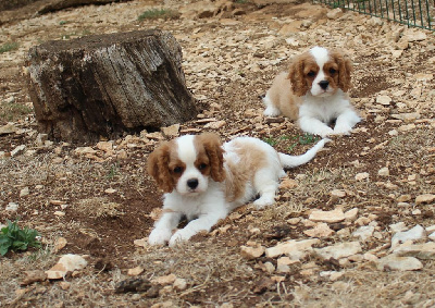 CHIOT 5