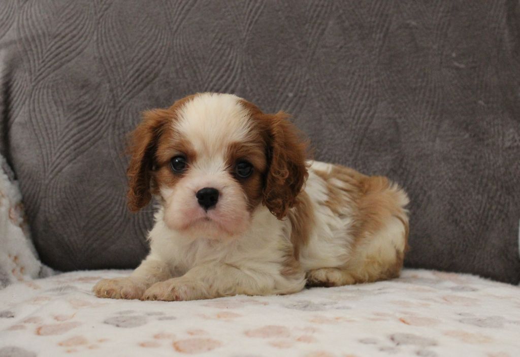 Du domaine des sylves - Chiots disponibles - Cavalier King Charles Spaniel