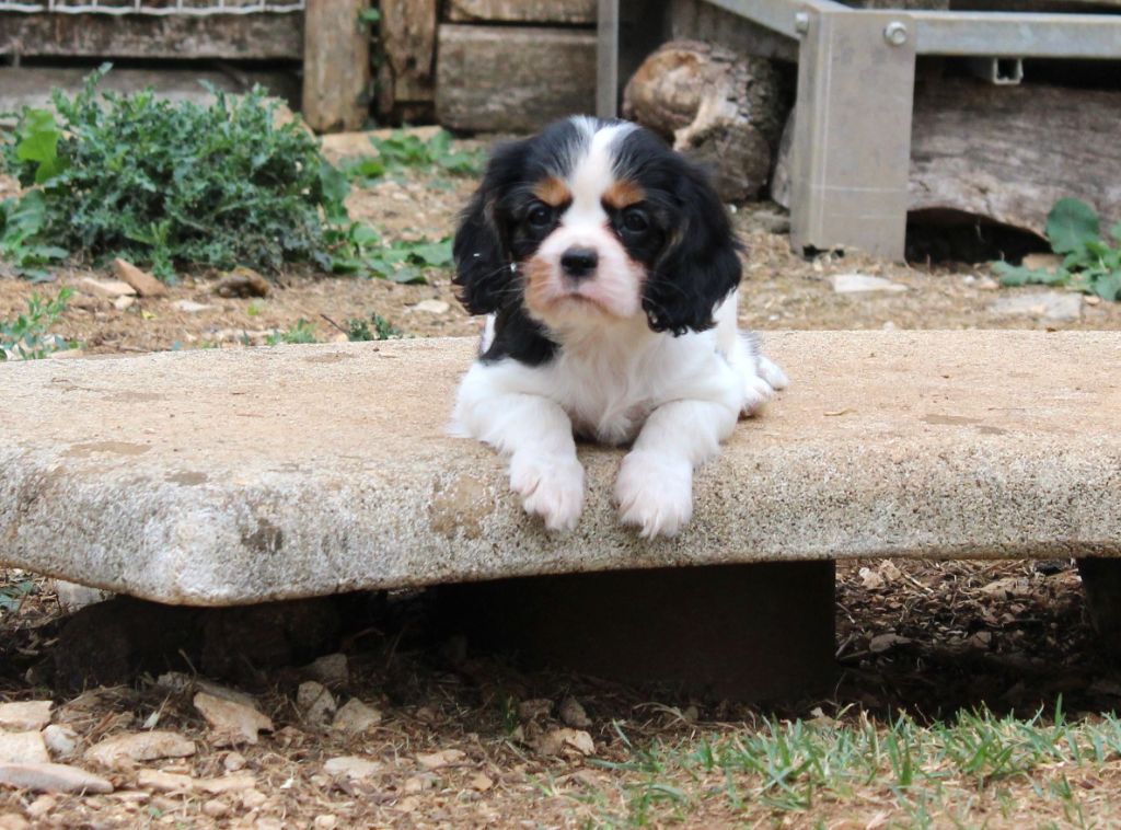 Du domaine des sylves - Chiots disponibles - Cavalier King Charles Spaniel