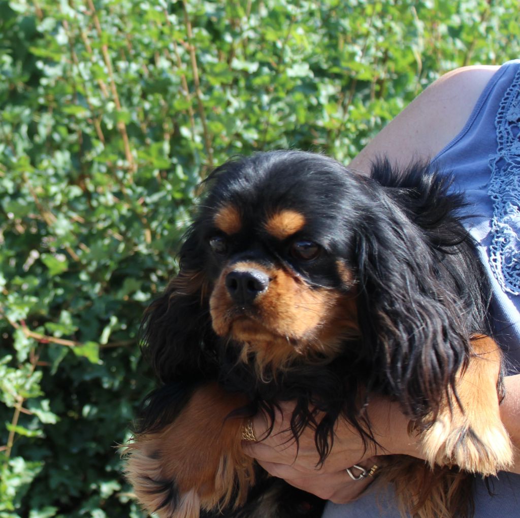 Du domaine des sylves - Chiots disponibles - Cavalier King Charles Spaniel