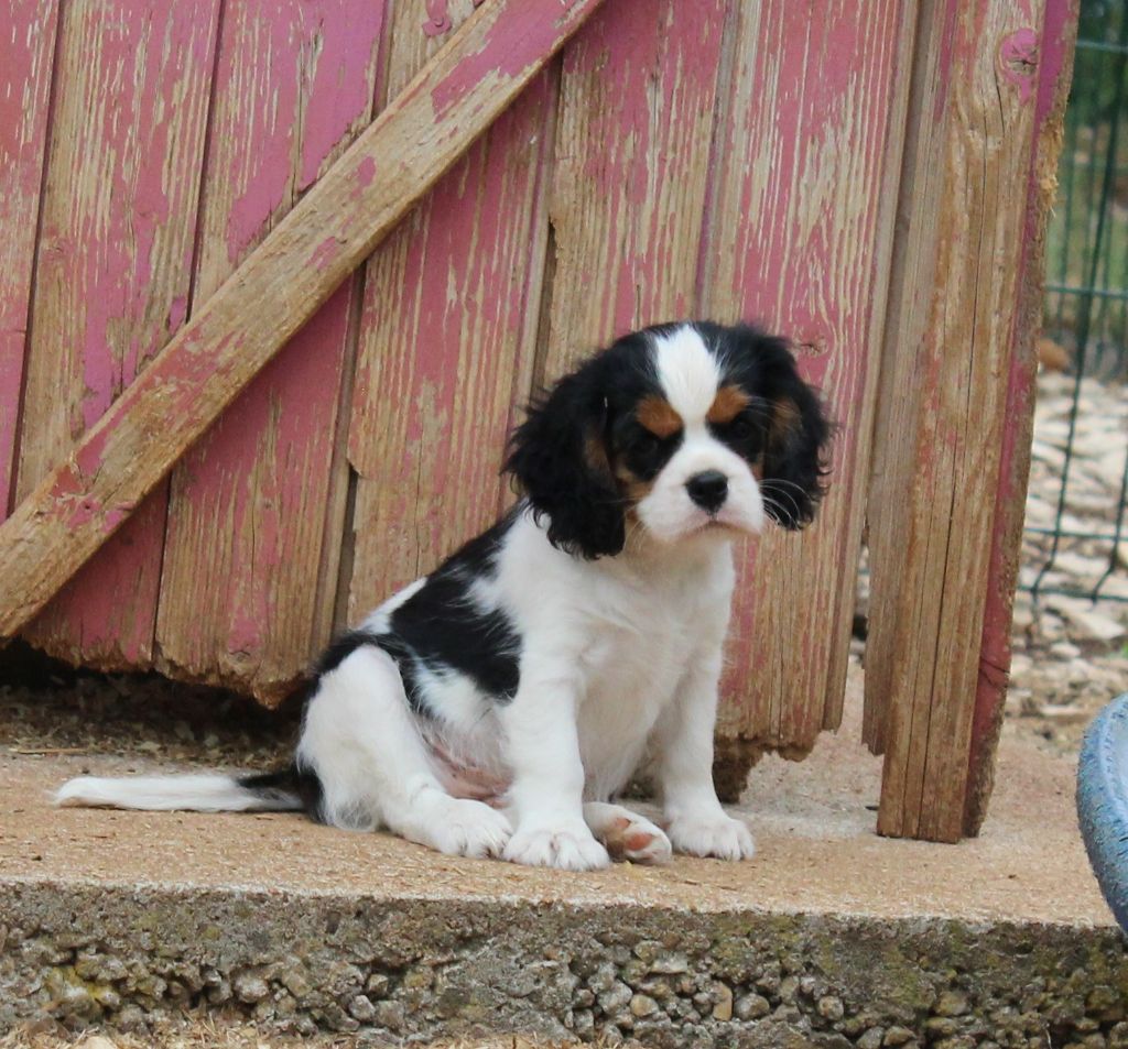Du domaine des sylves - Cavalier King Charles Spaniel - Portée née le 26/06/2025