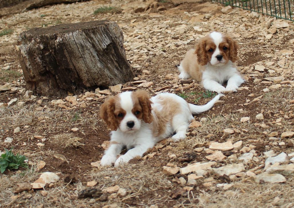 Du domaine des sylves - Chiots disponibles - Cavalier King Charles Spaniel