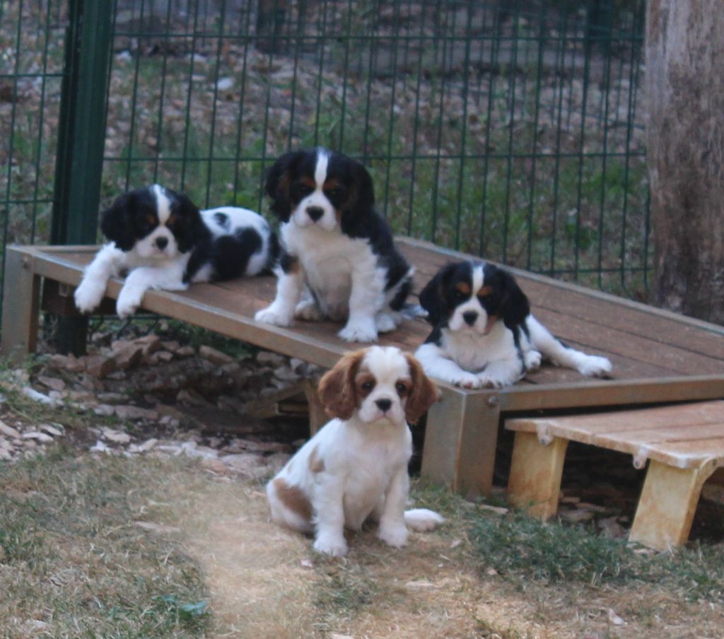 Du domaine des sylves - Chiots disponibles - Cavalier King Charles Spaniel