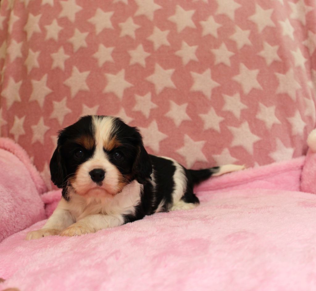Du domaine des sylves - Chiots disponibles - Cavalier King Charles Spaniel