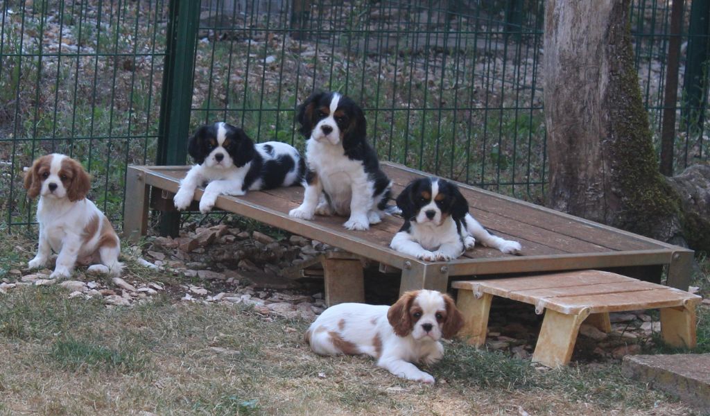 Du domaine des sylves - Chiots disponibles - Cavalier King Charles Spaniel