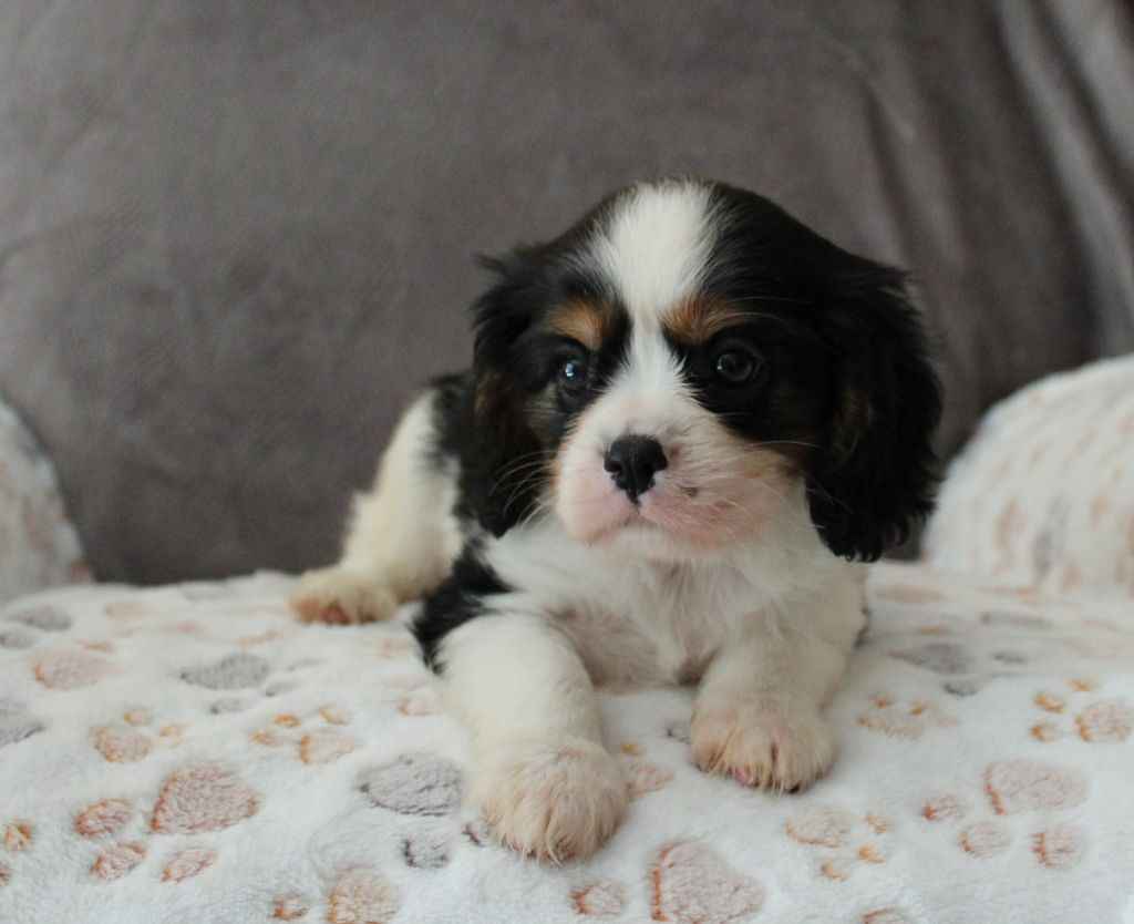Du domaine des sylves - Chiots disponibles - Cavalier King Charles Spaniel