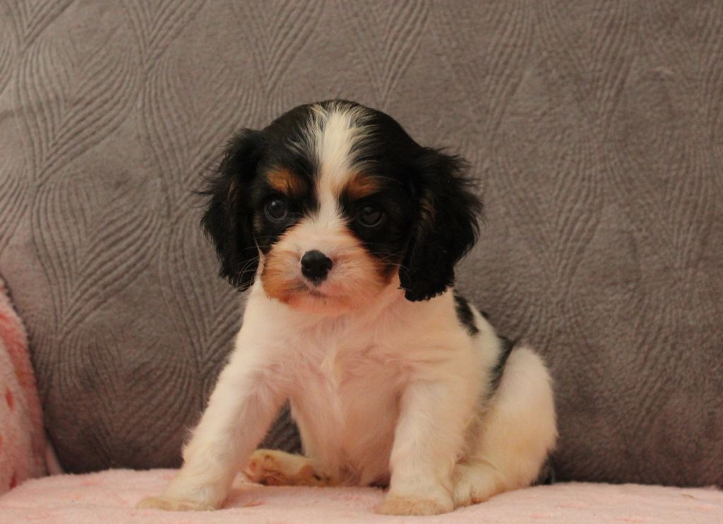 Du domaine des sylves - Chiots disponibles - Cavalier King Charles Spaniel