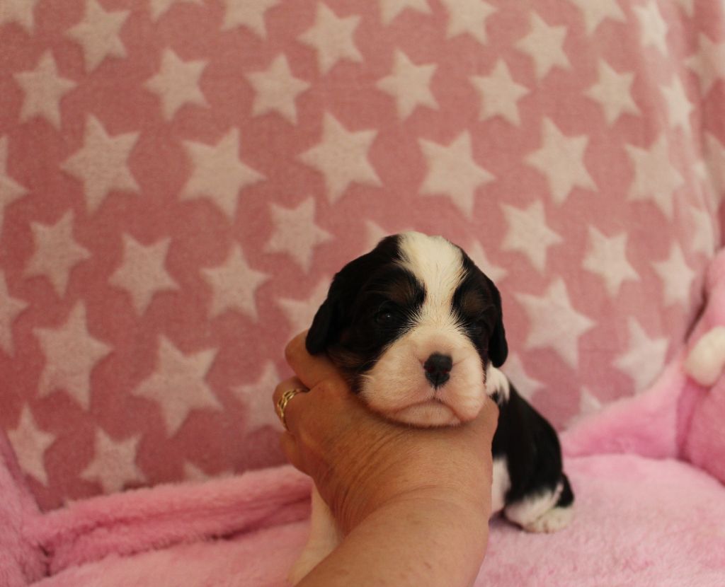 Du domaine des sylves - Chiots disponibles - Cavalier King Charles Spaniel