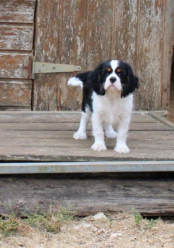 Du domaine des sylves - Chiots disponibles - Cavalier King Charles Spaniel
