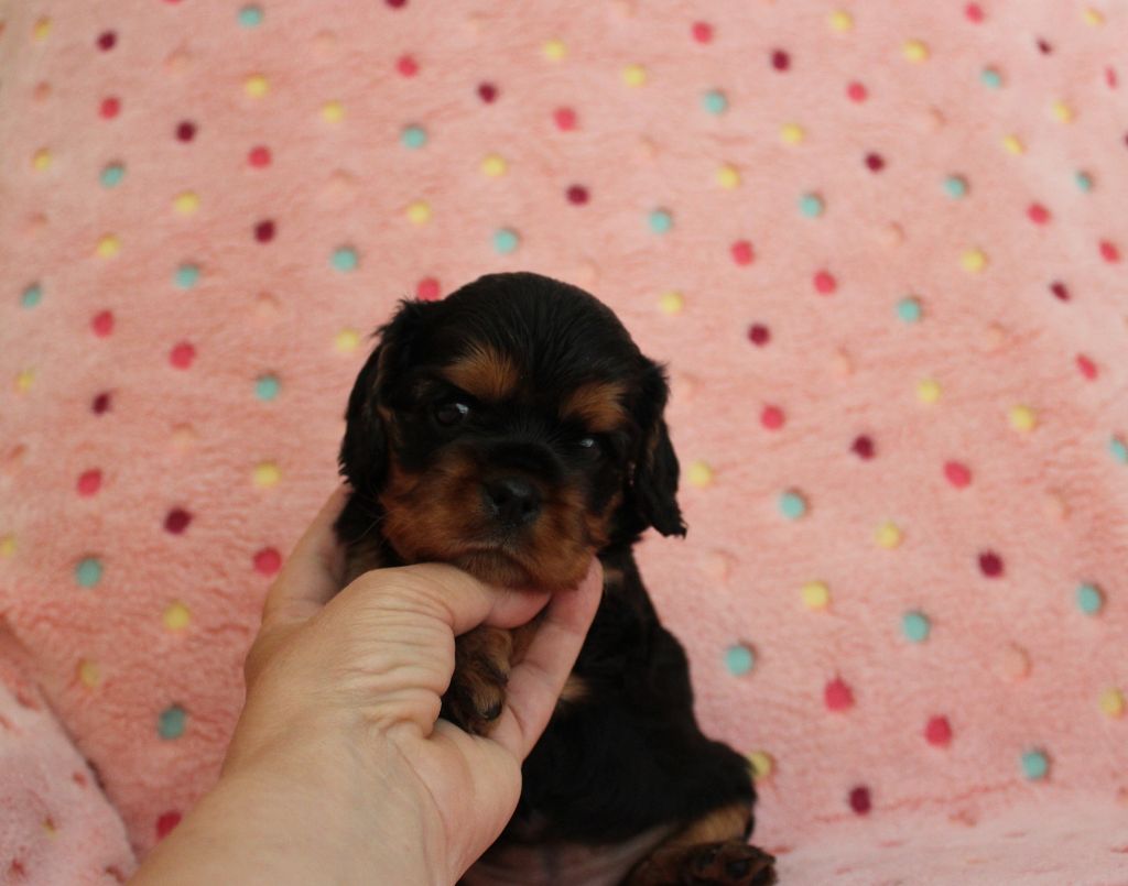 Du domaine des sylves - Chiots disponibles - Cavalier King Charles Spaniel